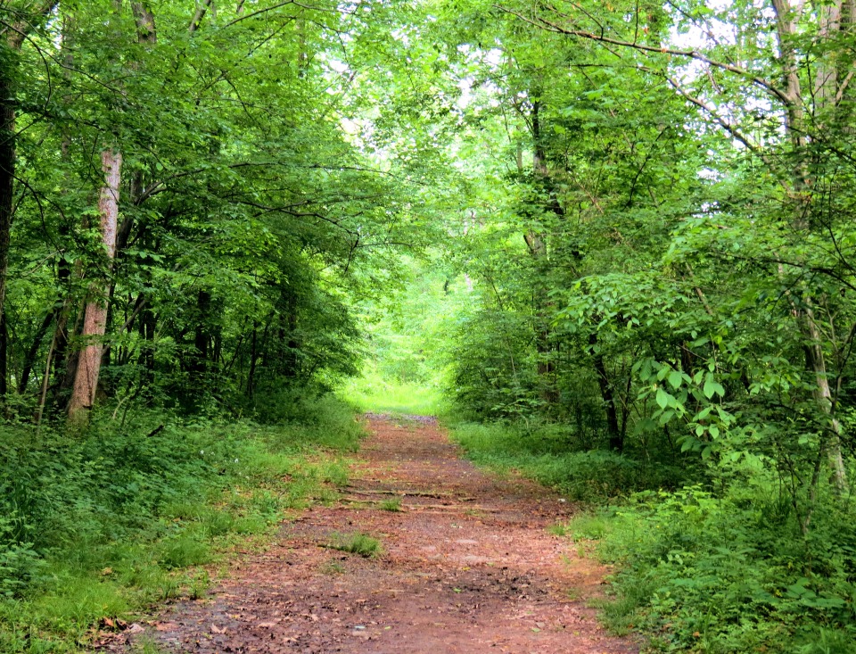 Anke Thönnißen Vita